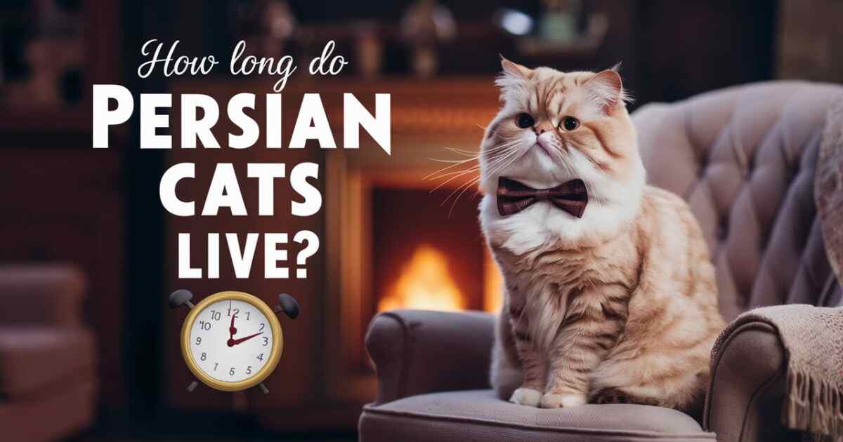 How Long Do Persian Cats Live?