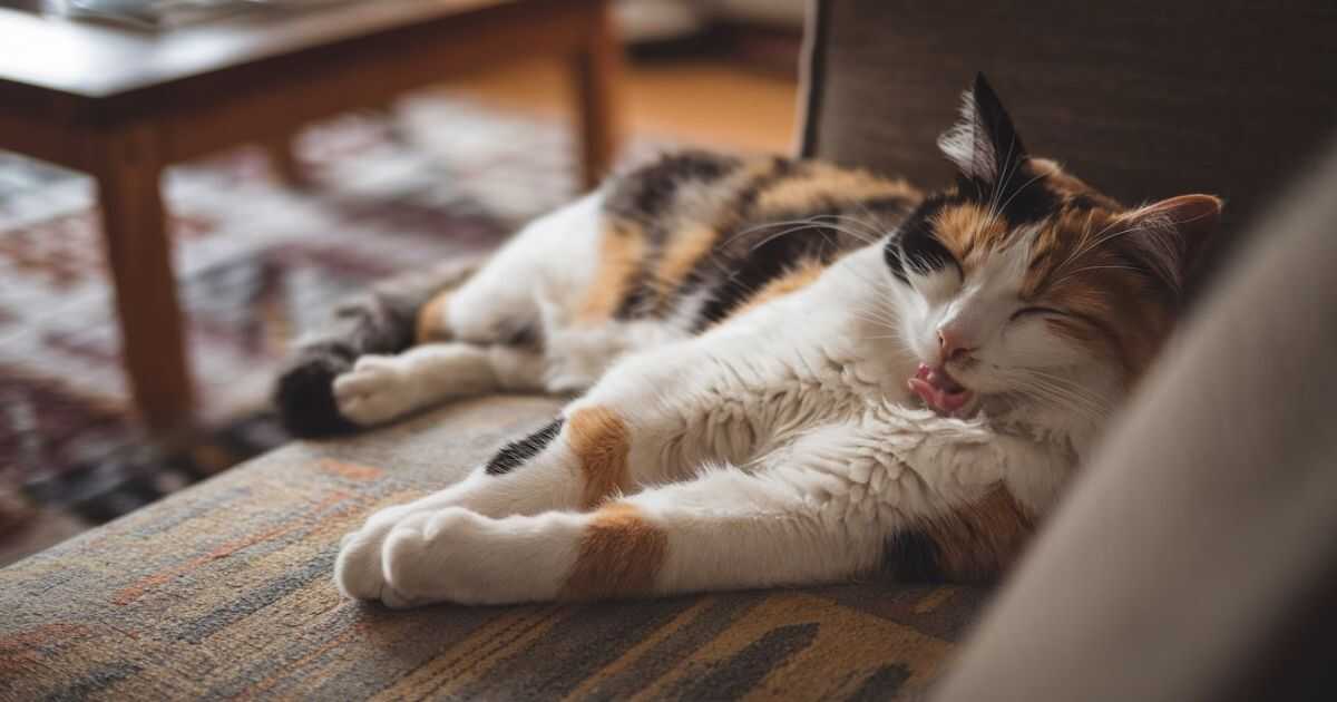 Do Cats Snore?