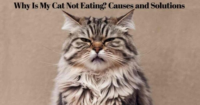 Why Is My Cat Not Eating? Causes and Solutions