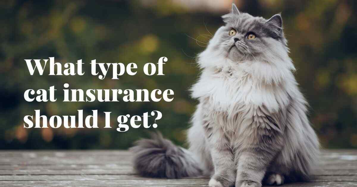 What Type of Cat Insurance Should I Get?