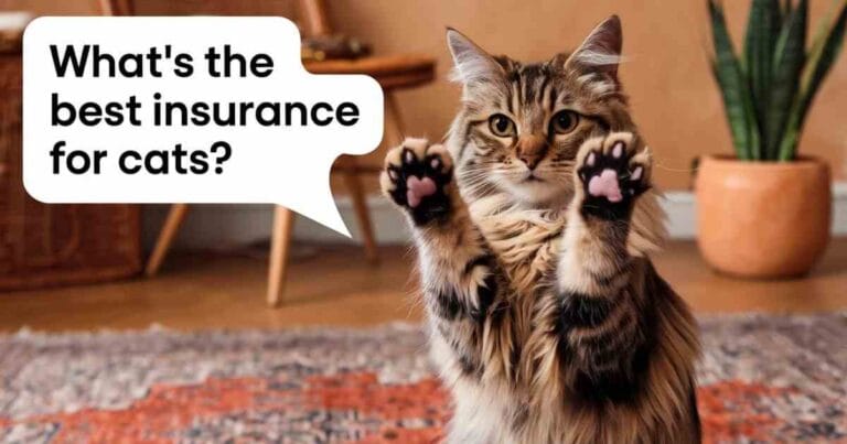 What’s the Best Pet Insurance for Cats?