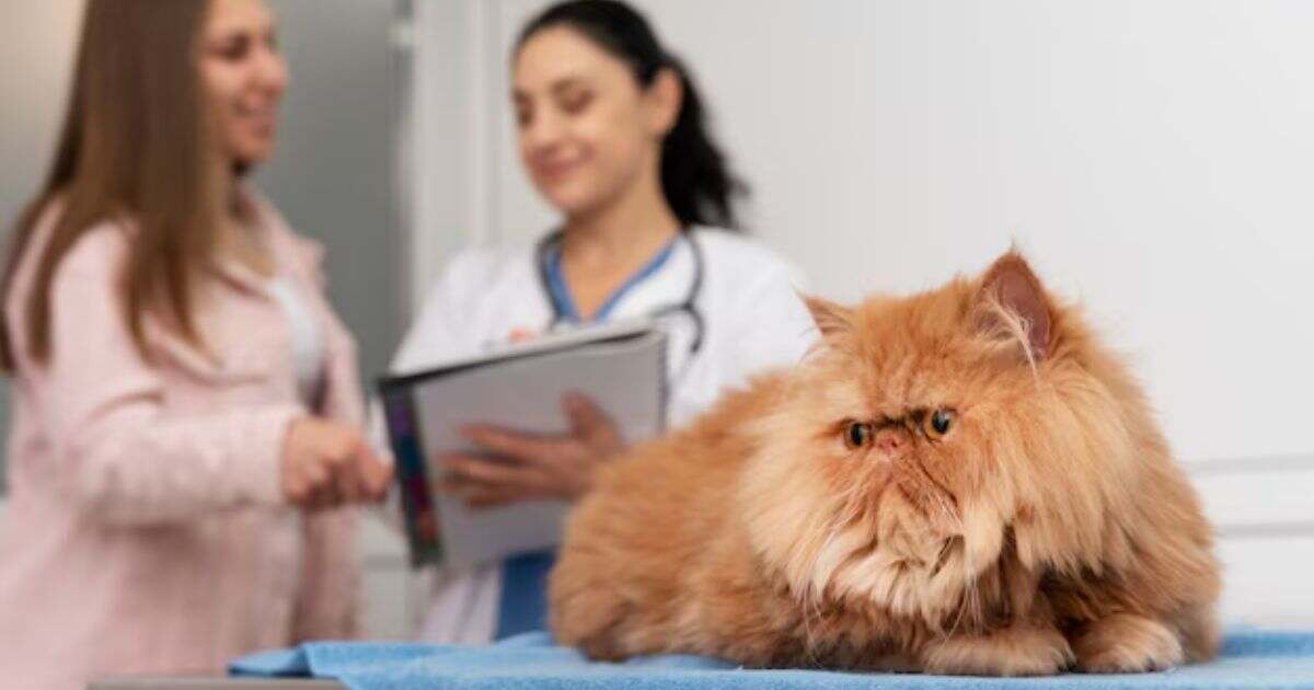 What’s the Best Pet Insurance for Cats?