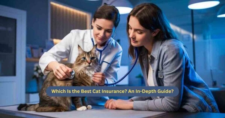 Which Is the Best Cat Insurance?