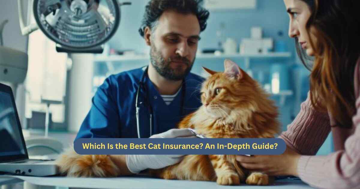 Which Is the Best Cat Insurance?