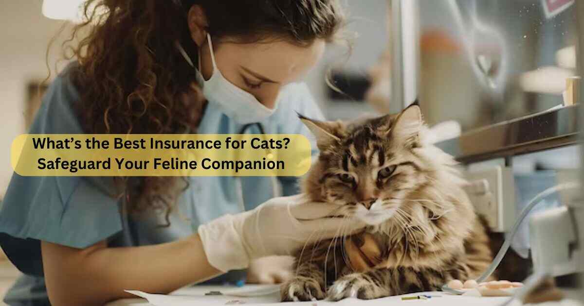 What’s the Best Insurance for Cats? 