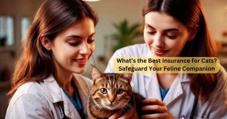 What’s the Best Insurance for Cats?