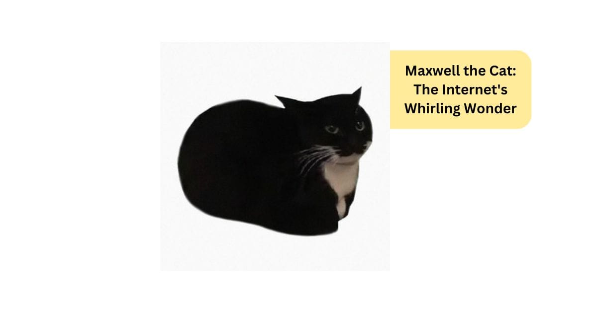 Maxwell the Cat: The Internet's Whirling Wonder