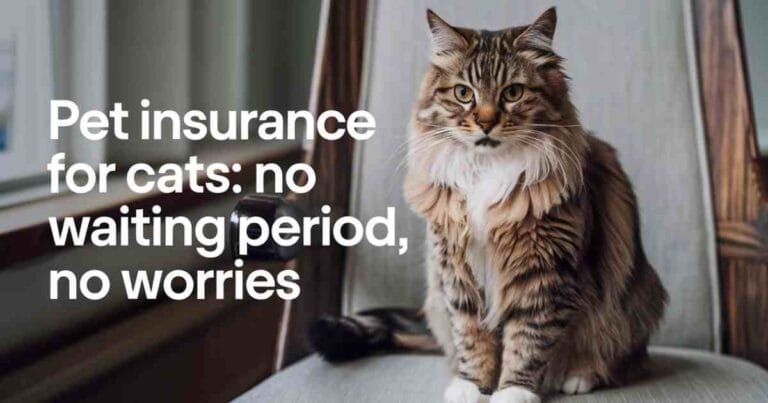 Pet Insurance for Cats: No Waiting Period, No Worries