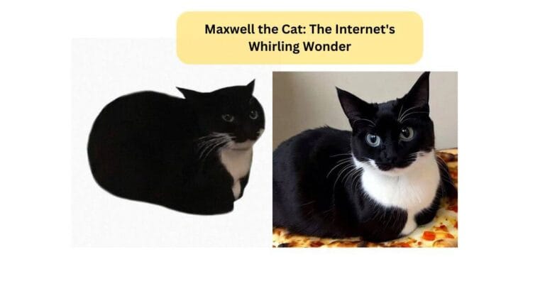 Maxwell the Cat: The Internet's Whirling Wonder