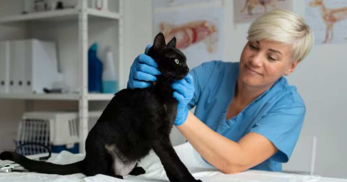 How Much Does Pet Insurance Cost for a Senior Cat?