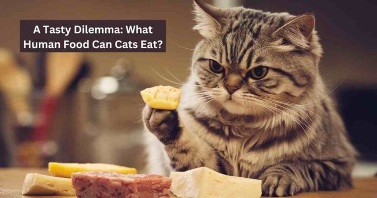 A Tasty Dilemma: What Human Food Can Cats Eat?