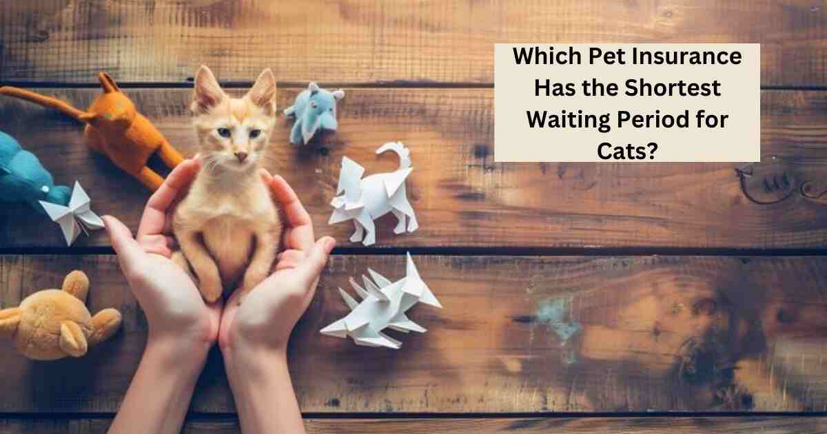 Which Pet Insurance Has the Shortest Waiting Period for Cats?