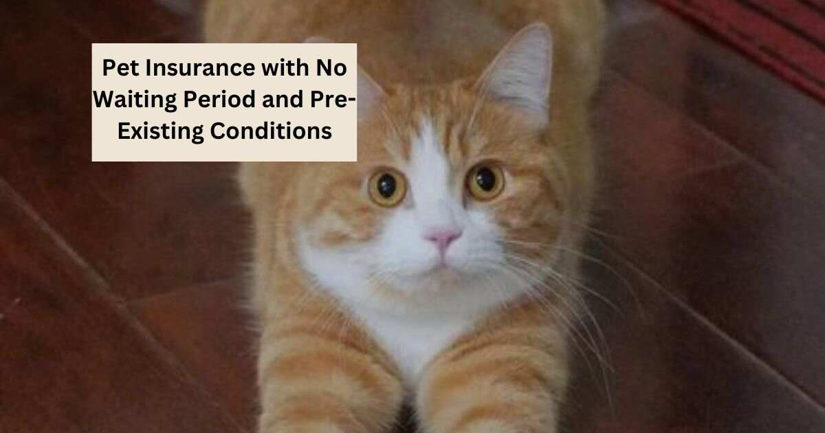 Pet Insurance with No Waiting Period and Pre-Existing Conditions