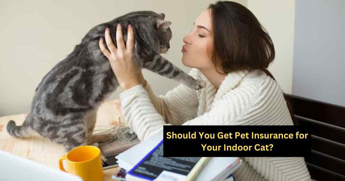 Should You Get Pet Insurance for Your Indoor Cat?