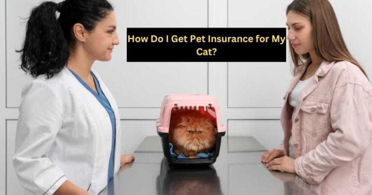 How Do I Get Pet Insurance for My Cat?