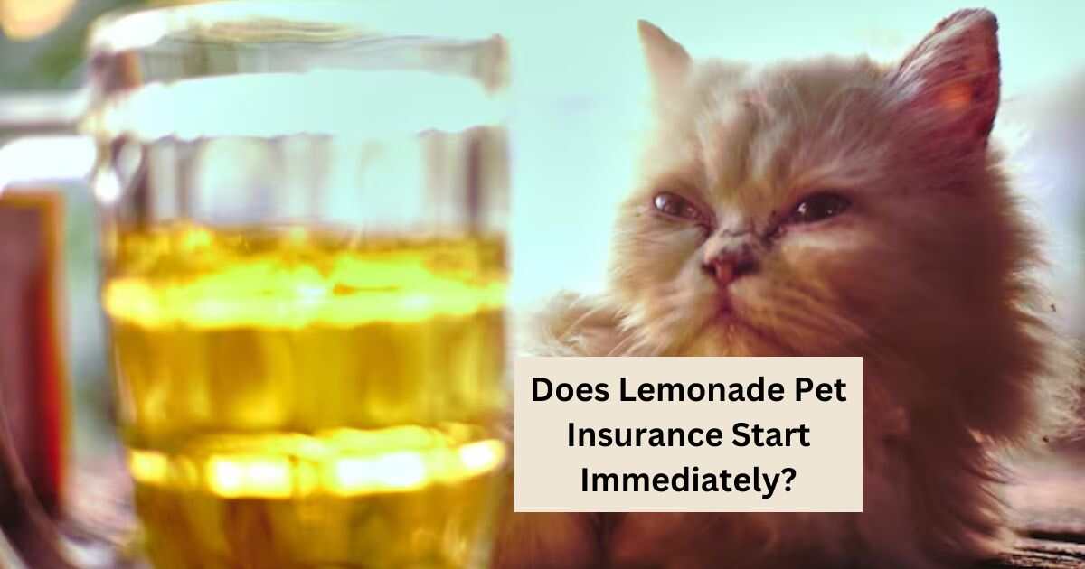 Does Lemonade Pet Insurance Start Immediately?