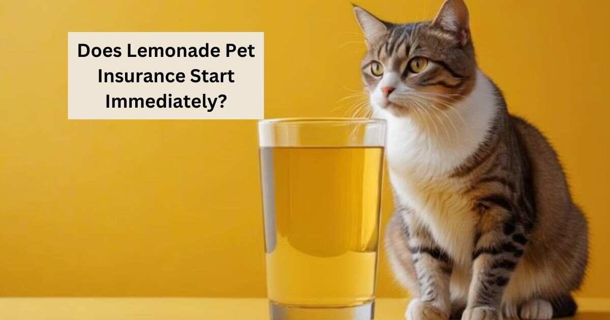 Does Lemonade Pet Insurance Start Immediately?