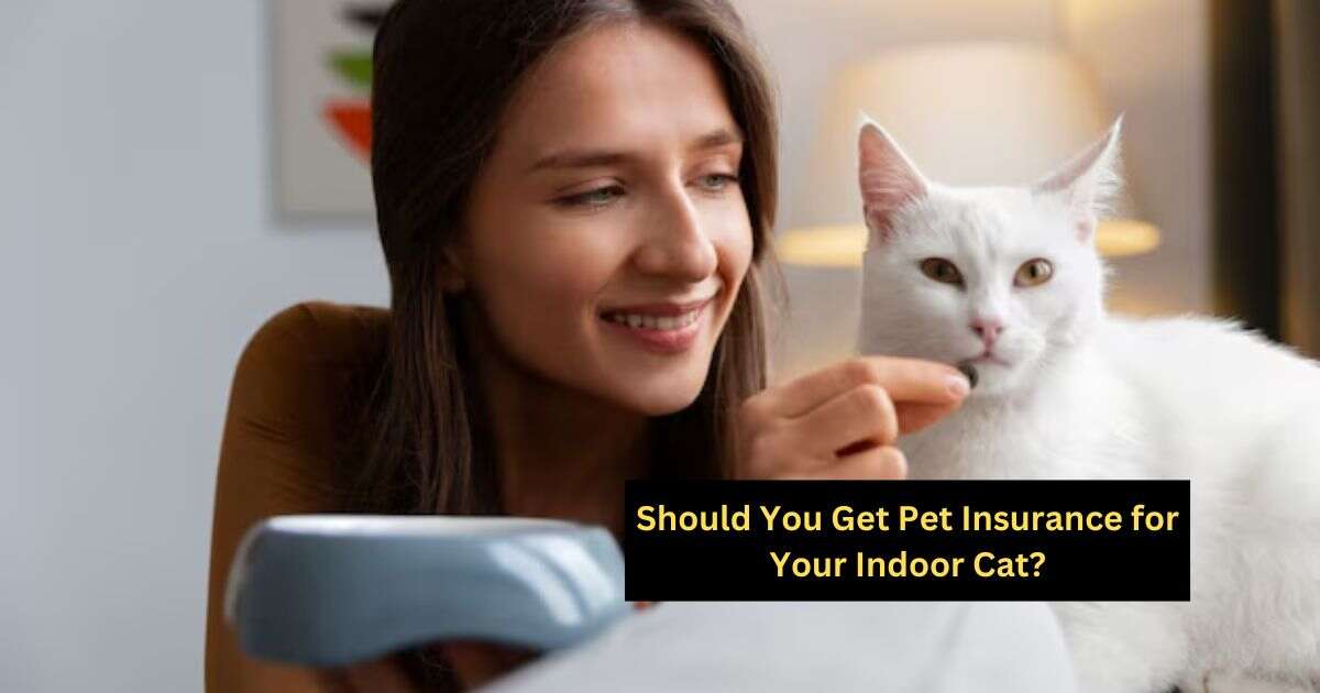 Should You Get Pet Insurance for Your Indoor Cat?