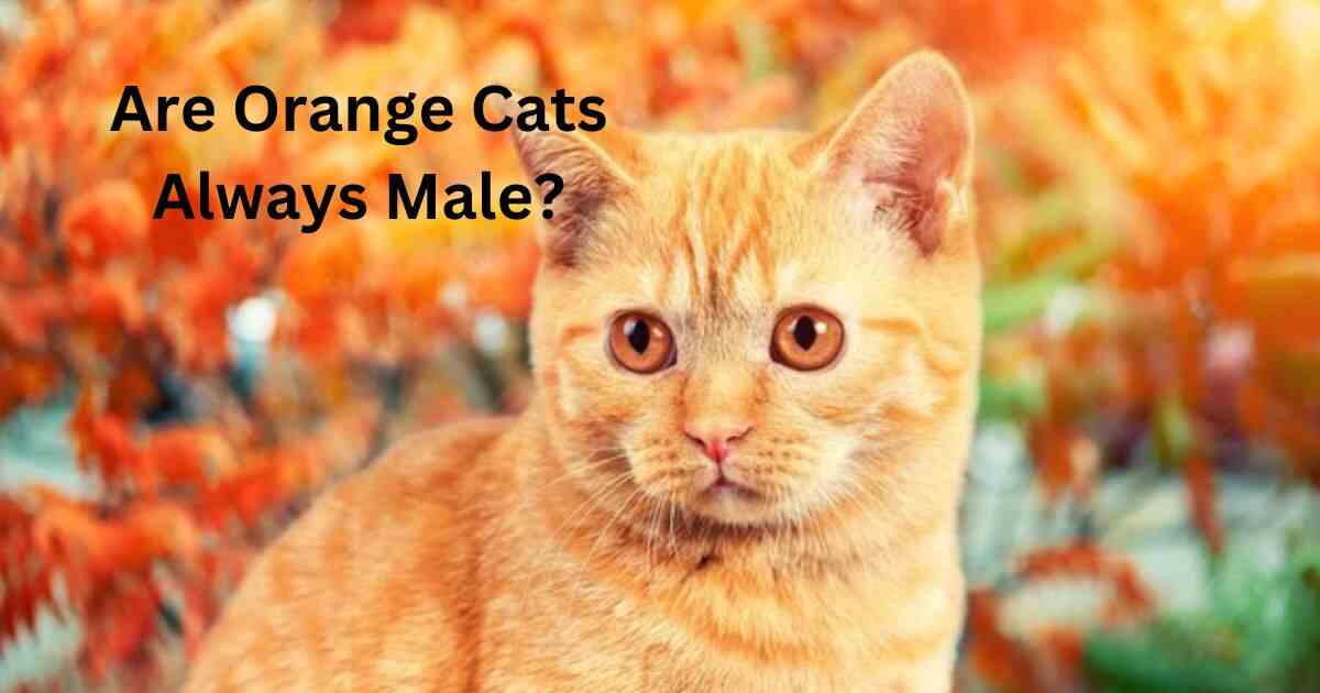 What Determines A Cat’s Coat Color?