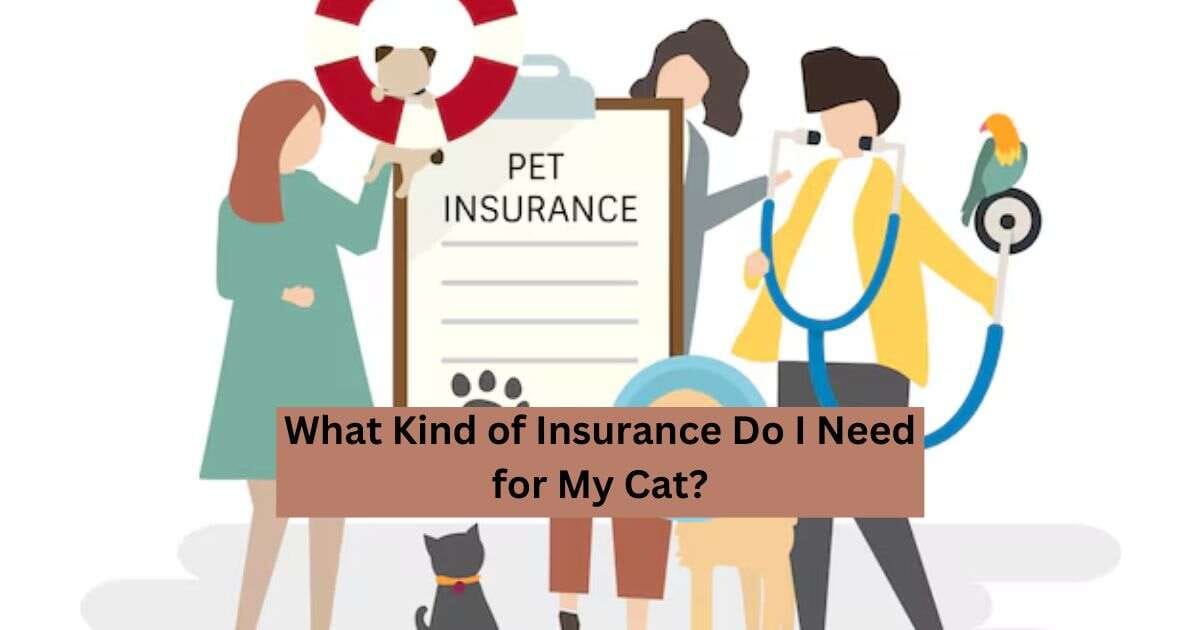 What Kind of Insurance Do I Need for My Cat?