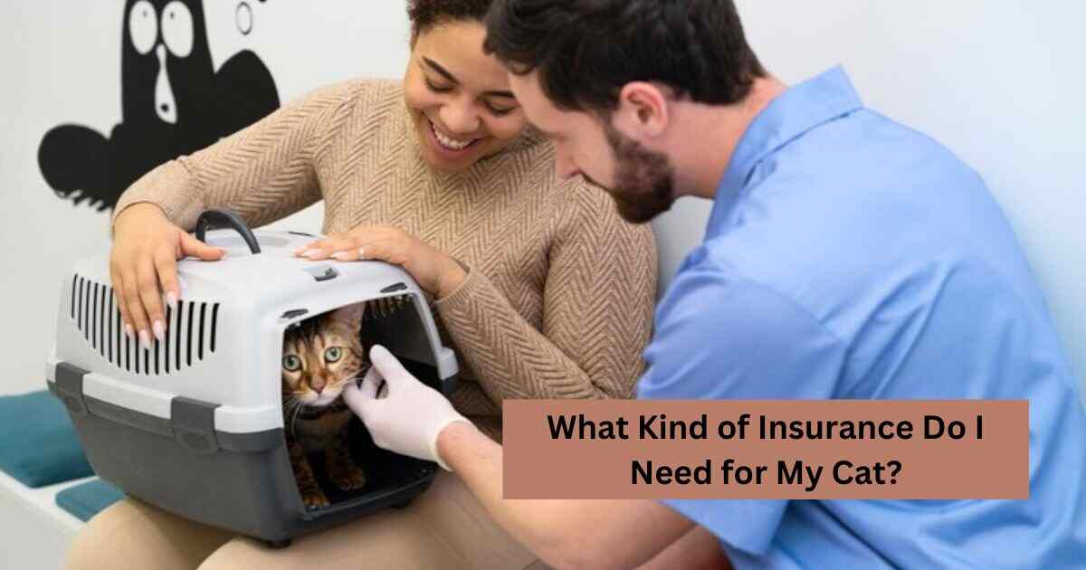 What Kind of Insurance Do I Need for My Cat?