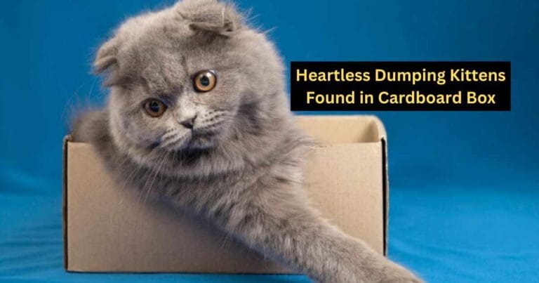 Heartless Dumping: Kittens Found in Cardboard Box