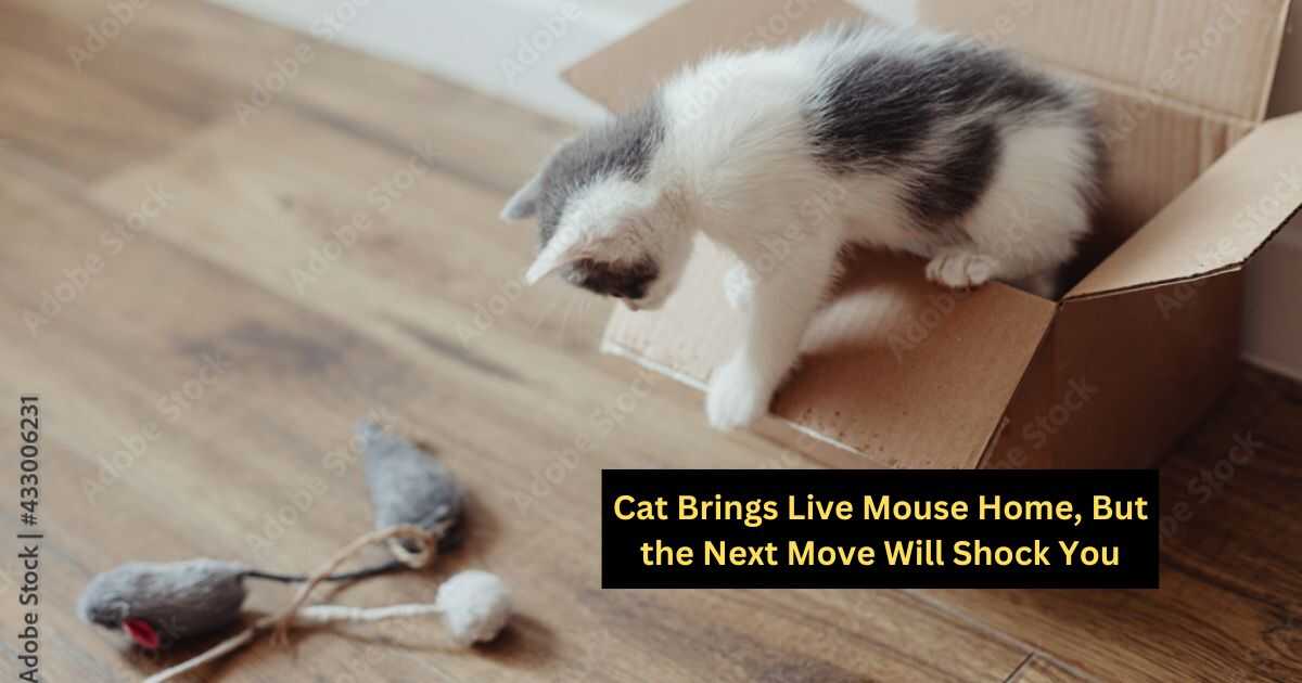 Cat Brings Live Mouse Home, But the Next Move Will Shock You