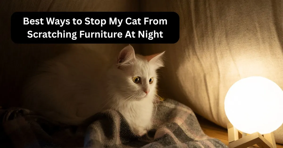 Best Ways to Stop My Cat From Scratching Furniture At Night