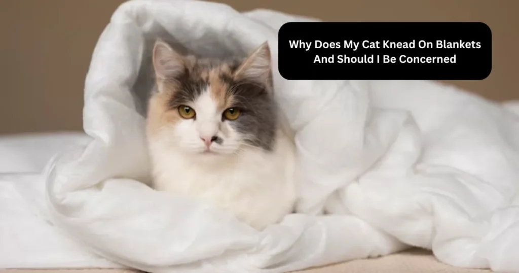 Why Does My Cat Knead On Blankets And Should I Be Concerned