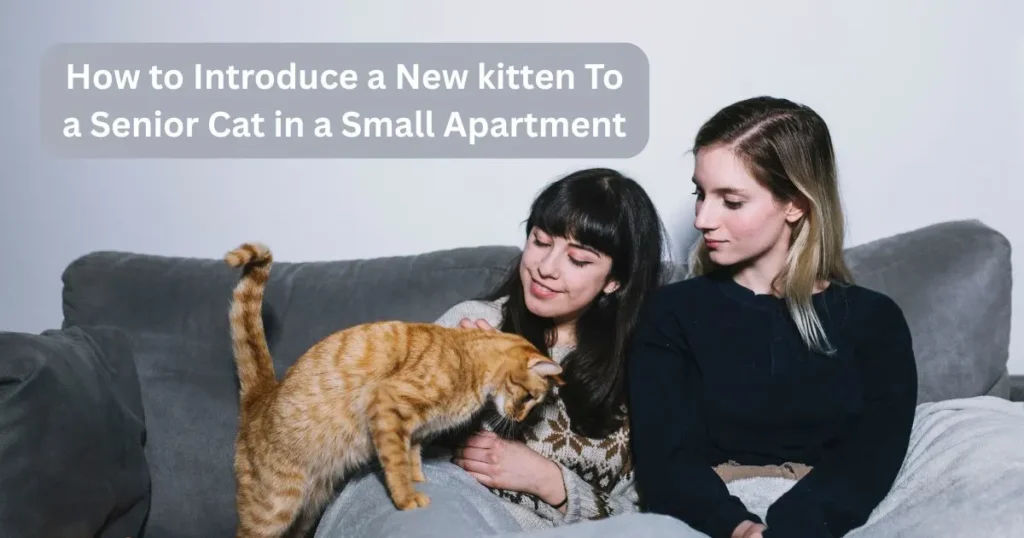 How to Introduce a New kitten To a Senior Cat in a Small Apartment
