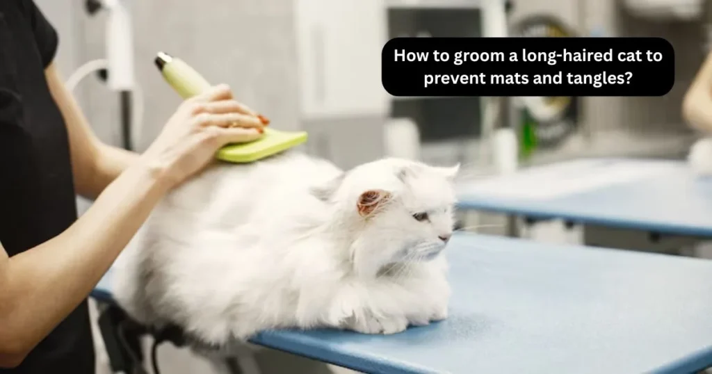 How to groom a long-haired cat to prevent mats and tangles?