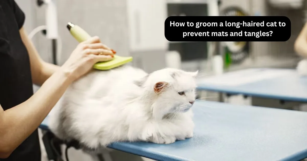 How to groom a long-haired cat to prevent mats and tangles?
