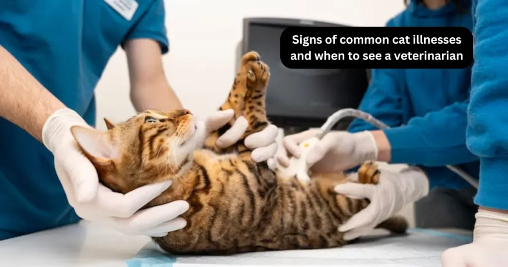 Signs of common cat illnesses and when to see a veterinarian