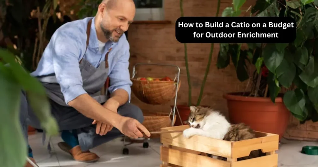 How to Build a Catio on a Budget for Outdoor Enrichment