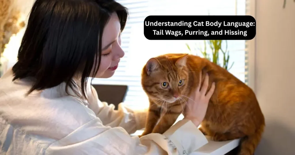 Understanding Cat Body Language: Tail Wags, Purring, and Hissing
