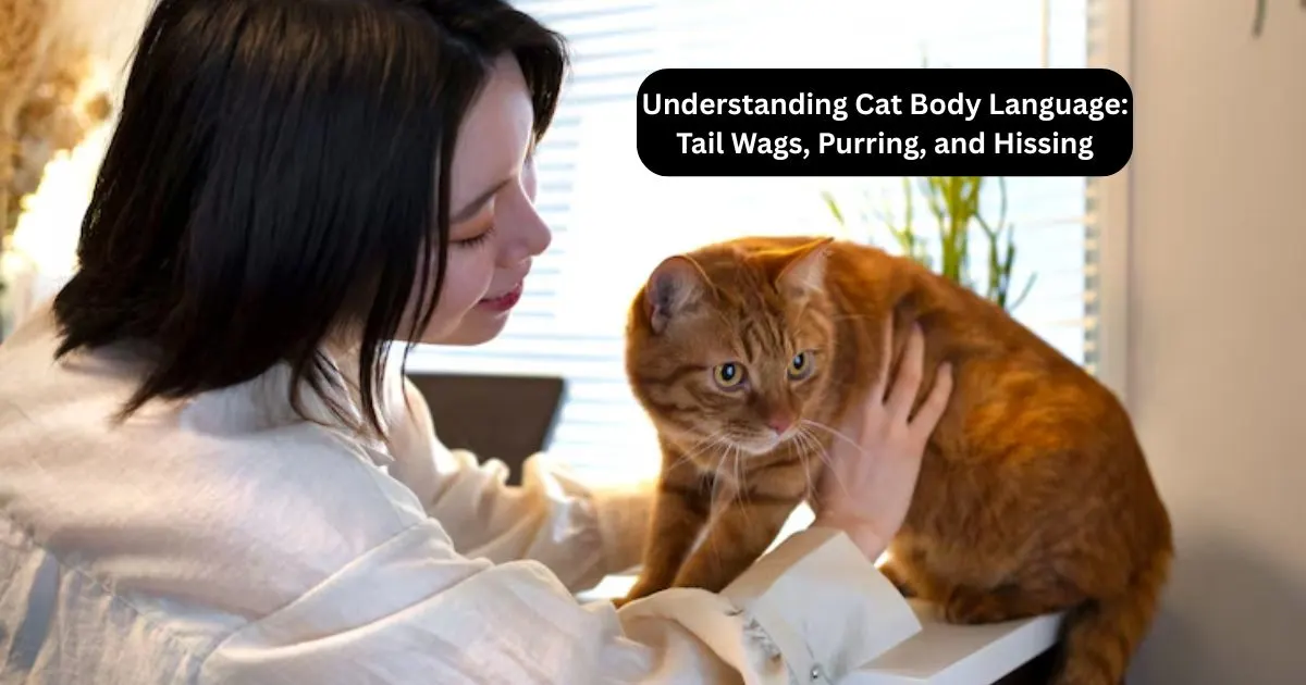Understanding Cat Body Language: Tail Wags, Purring, and Hissing