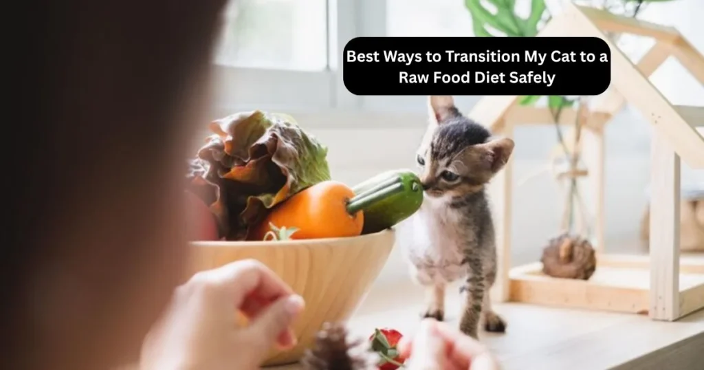 Best Ways to Transition My Cat to a Raw Food Diet Safely