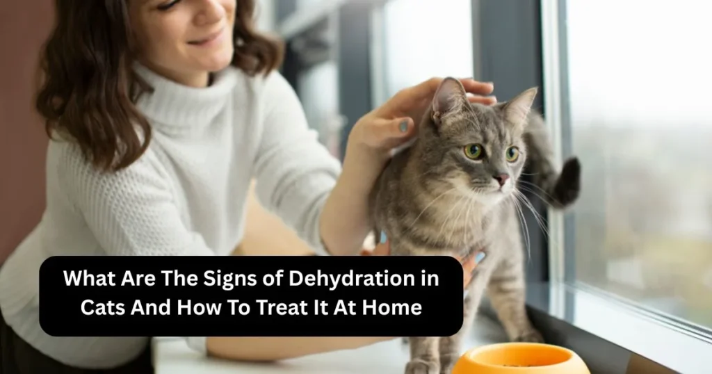 What Are The Signs of Dehydration in Cats And How To Treat It At Home