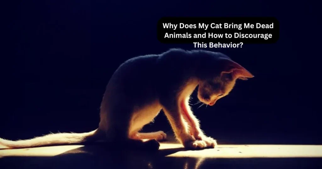 Why Does My Cat Bring Me Dead Animals and How to Discourage This Behavior?