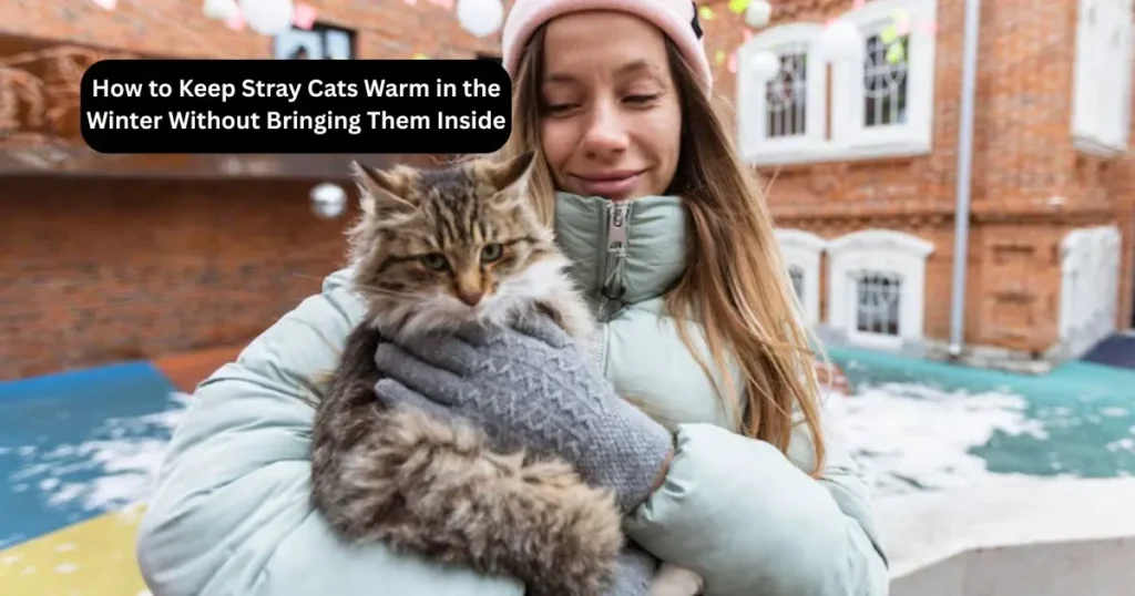 How to Keep Stray Cats Warm in the Winter Without Bringing Them Inside