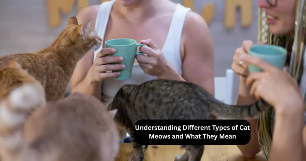 How to Keep Stray Cats Warm in the Winter Without Bringing Them Inside