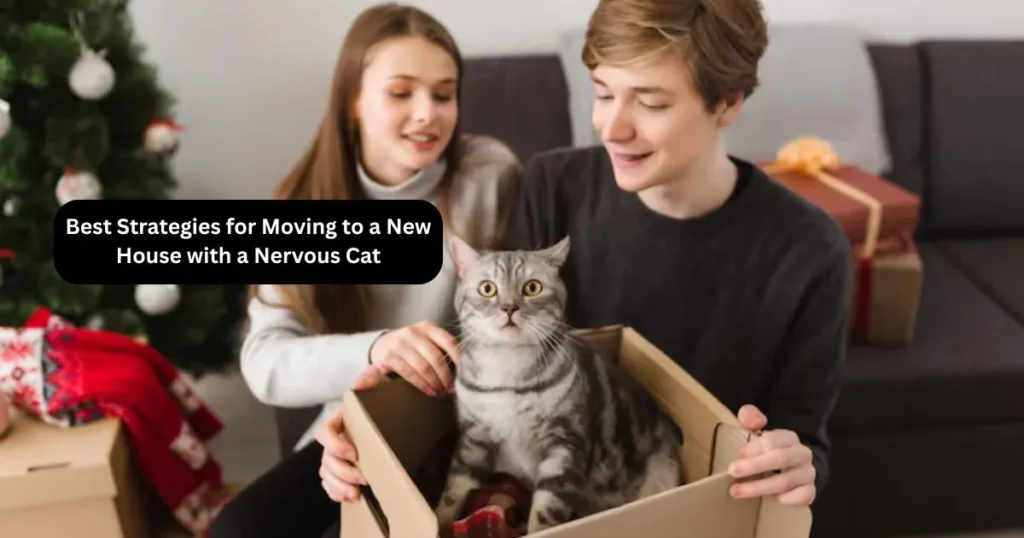 Best Strategies for Moving to a New House with a Nervous Cat