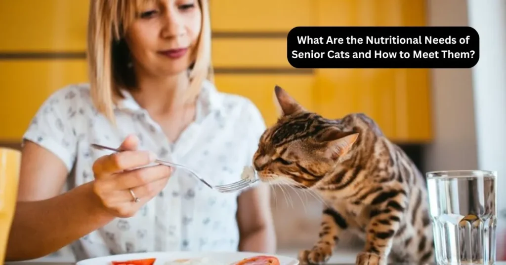 What Are the Nutritional Needs of Senior Cats and How to Meet Them?