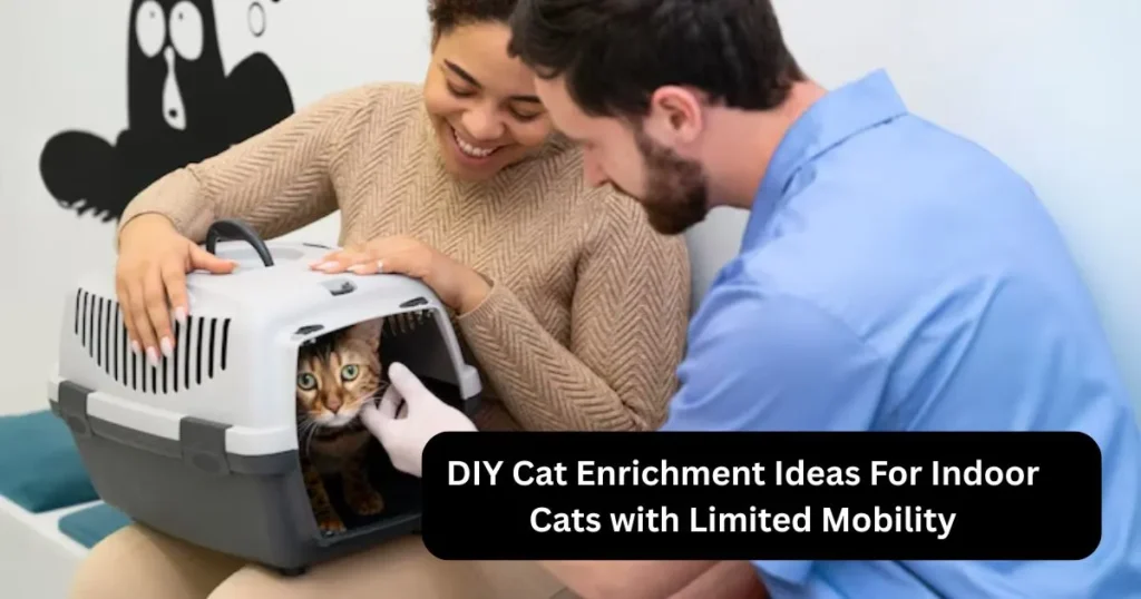 DIY Cat Enrichment Ideas For Indoor Cats with Limited Mobility