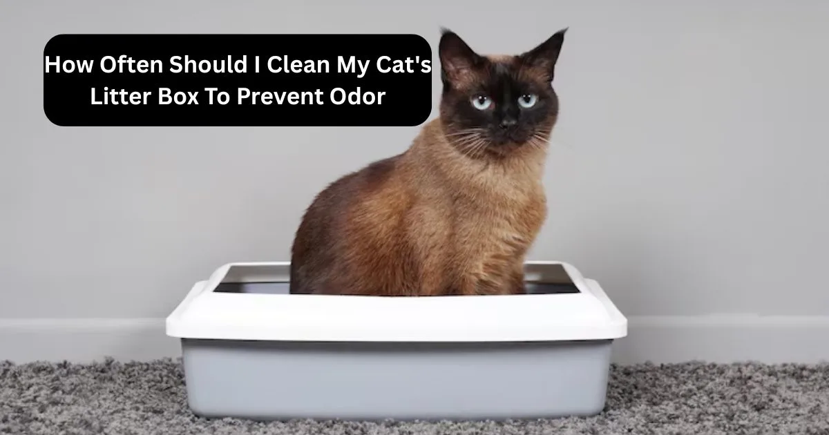 How Often Should I Clean My Cat's Litter Box To Prevent Odor