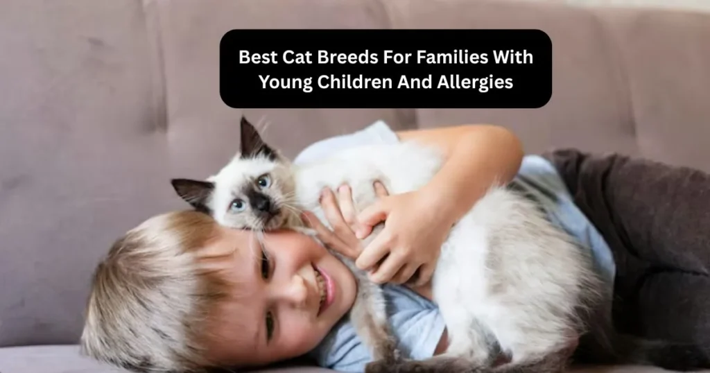 Best Cat Breeds For Families With Young Children And Allergies