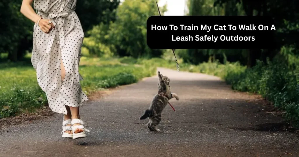 How To Train My Cat To Walk On A Leash Safely Outdoors